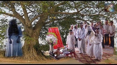 Chặt Cây Đa Cổ Thụ Trai Làng Liên Tục Chết Bất Đắc Kỳ Tử Khiến Cả Làng Nơm Nớp Lo Sợ