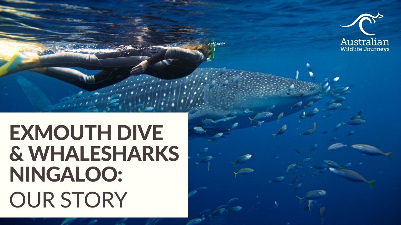 Exmouth Dive  Whalesharks Ningaloo Our Story  Australian Wildlife Journeys