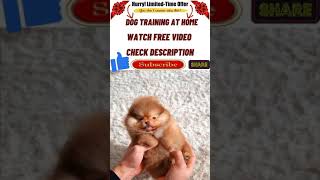 Dog Training at Home shorts youtubeshorts dogtraining puppytrainig pettraining