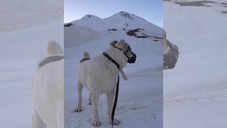 Karachay Balkar wolfhound. Let to the top of Mount Elbrus. 5642m.