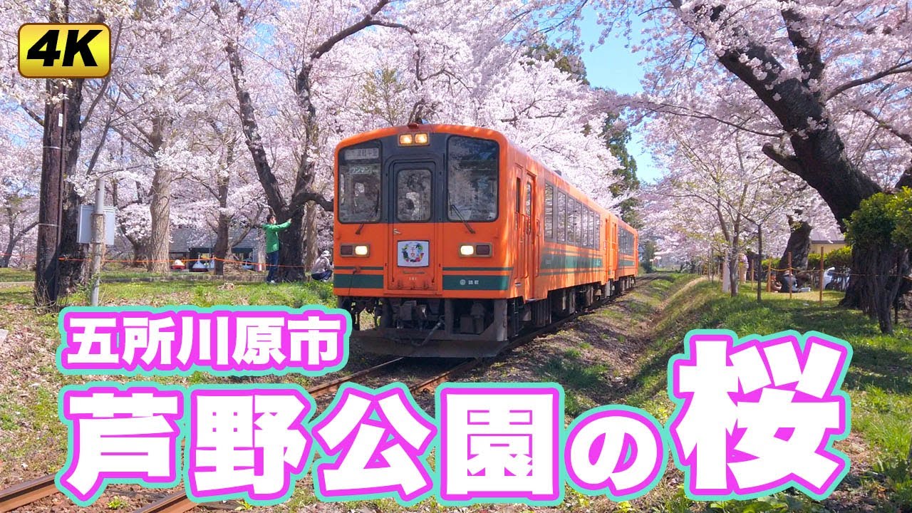 あおもりカメラ歳時記「芦野公園の桜」Aomori Camera Saijiki "Cherry Blossoms in Ashino Park"