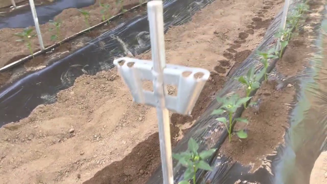 [4K] 2024년 고추농사 1년