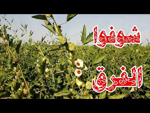 شوفوا الفرق بين الكركديه الابيض والكركديه الاحمر الزهرة واللوزة