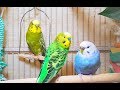 Rare unique 4 Hr recordings of happy pet budgies singing.  Unique chirppings of budgies’ sounds.