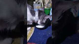 Yang Lagi Mimik Susu