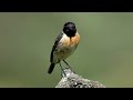 #Taşkuşu - #European Stonechat - #Saxicola rubicola #XH2S  #fujifilm_150_600mm #Review #Photography