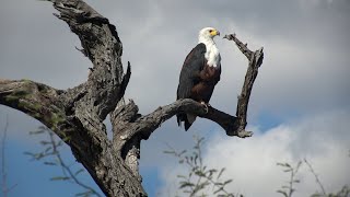 Birds of Northern South Africa part 3