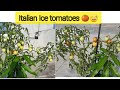 Tomatoes | Looks like Italian Ice tomatoes