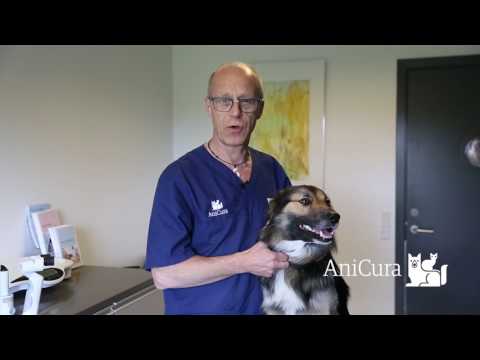 Video: Øjenbetændelse Hos Hunde