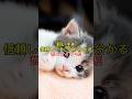 飼い主を信頼してることが分かる猫のサイン4選 #おすすめ #一分でわかる #プチ知識 #youtubeshorts #雑学