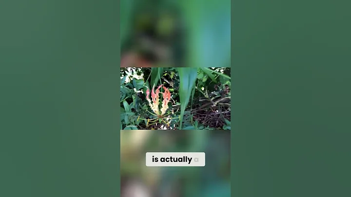 Top 15 Most Unique Flowers: Flame Lily and More