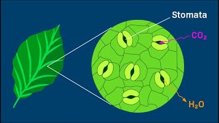 How to Do a Stomata Peel