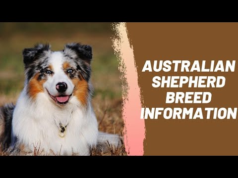 Australian Shepherd Breed Information