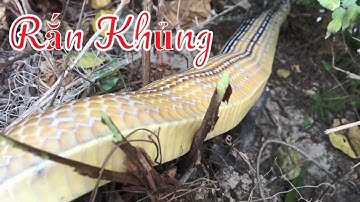 #BẫyRắnĐồngTháp #Tập109 giăng lưới rắn 3 phân rưỡi vui mừng khi dính con rắn hổ ngựa khủng
