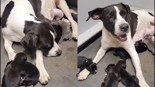 Pregnant Mama Dog Was Abandoned By His Owner On The Highway