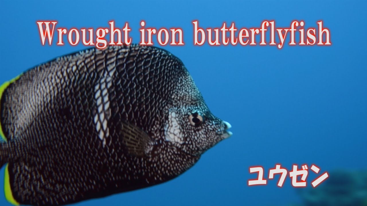 ユウゼン 日本固有種 Wrought Iron Butterflyfish Youtube