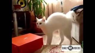 Дьявольский кот! Вы должны это видеть! Дьявольский кот! Вы должны это видеть!