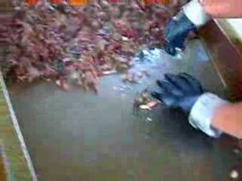 Crawfish Farm