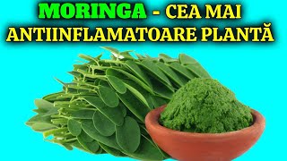 CE SE ÎNTÂMPLĂ DACĂ UN DIABETIC CONSUMĂ MORINGA TIMP DE 2 SĂPTĂMÂNI!