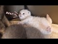 ヘソ天でママ猫を呼ぶ子猫がかわいすぎた…スコティッシュフォールドつむの子猫の成長記録…kitten and knee