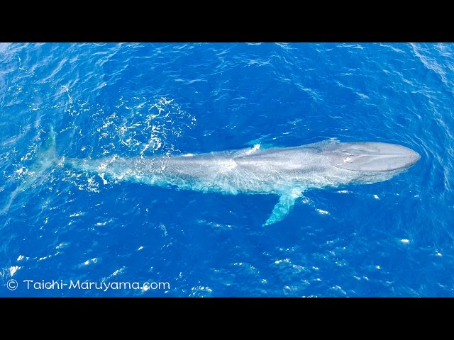 シロナガスクジラ＆マッコウクジラなどのドローン空撮＆水中4K映像／Aerial & UW Whales footage 4K