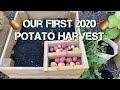 Potato Harvest 2020 : First round of Harvest : Raised Garden Beds : Off the Grid Garden