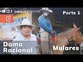 Doma Racional en MULAR - Descosquillar y desensibilizar - Pablo Saldarriaga PARTE 1