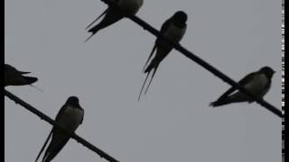 Swallows preparing for migration, Treshnish, Mull