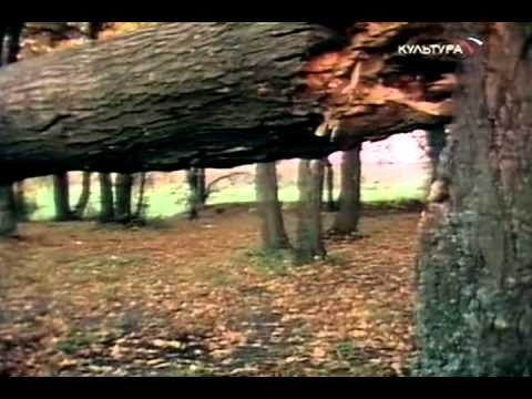 Арктур   гончий пёс 1995г