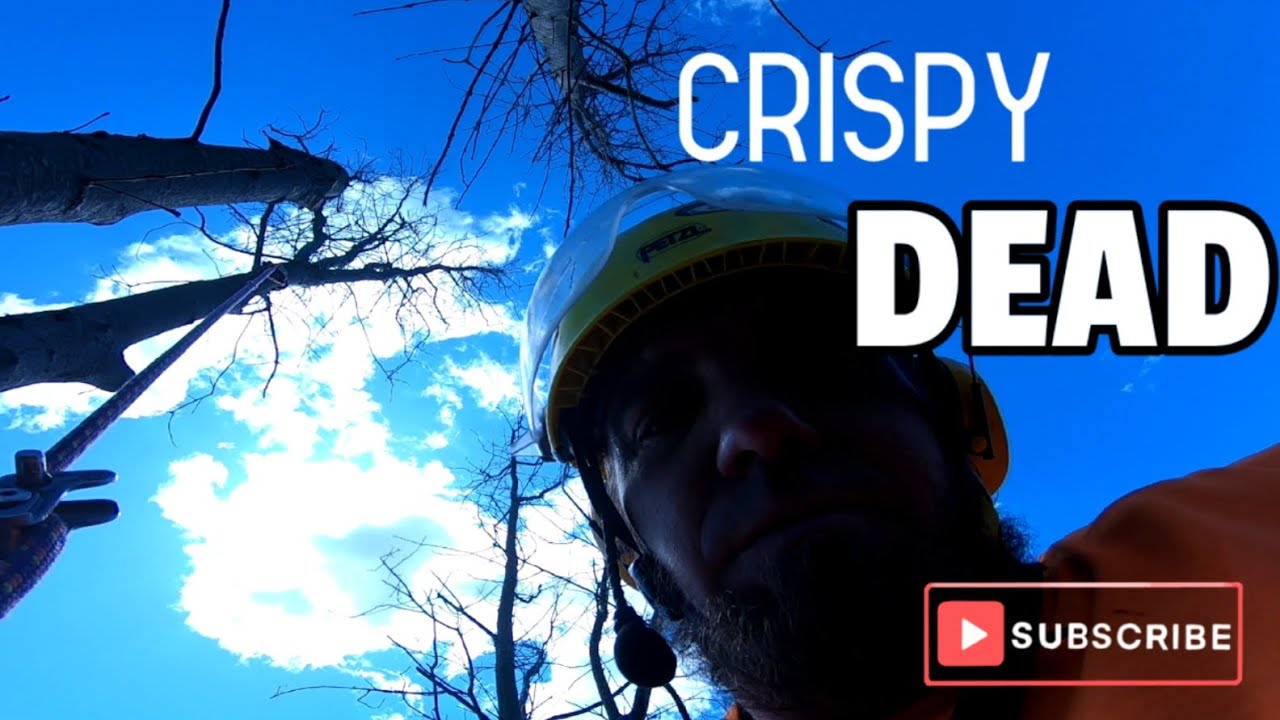 CRISPY Dead Oak Tree Removal - YouTube