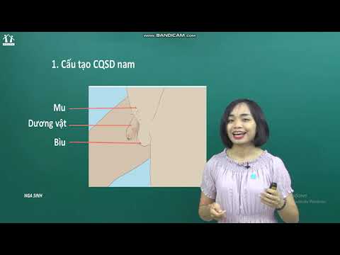 Video BÀI 8: HOẠT ĐỌNG CỦA CƠ QUAN SINH DỤC NAM. SỰ SẢN XUẤT... - YouTube