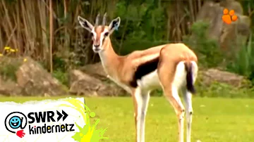 Was macht eine Gazelle für ein Geräusch?