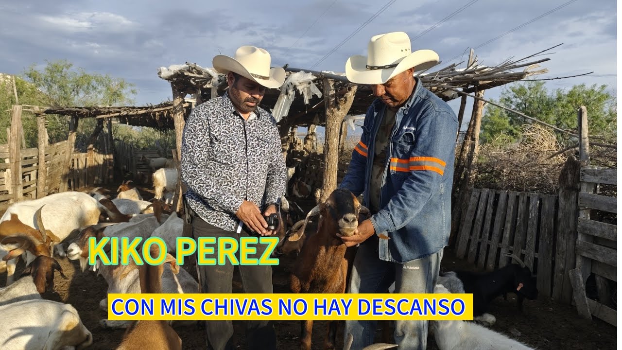 KIKO PEREZ, CON MIS CHIVAS NO HAY DESCANSO!!
