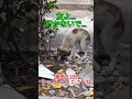 犬の悲しみ..