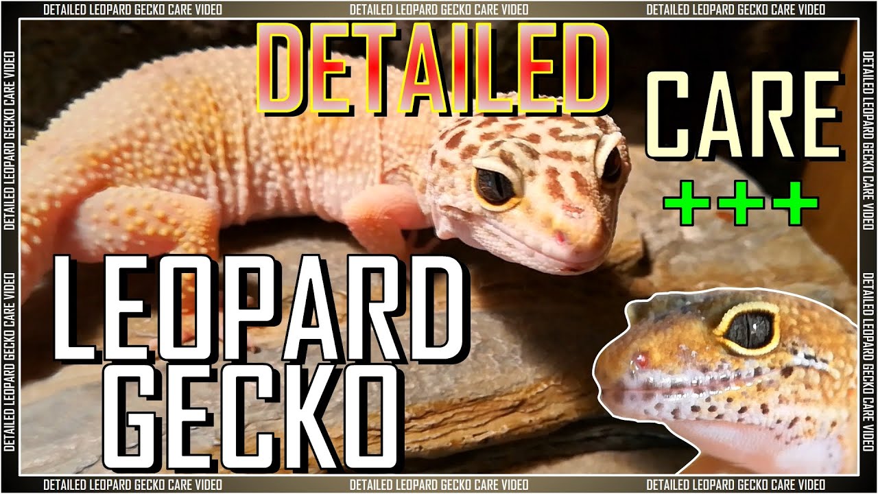 How To Keep A Leopard Gecko Care Video Eublepharis Macularius Detailed Guide Youtube [ 720 x 1280 Pixel ]