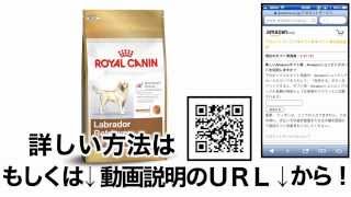 ロイヤルカナンBHN ラブラドールレトリバー成犬・高齢犬用 格安&無料価格でGETする方法を期間限定で紹介中