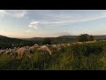 VR180 3D Sheep: Watch this Sheeps on the grassland (4K)