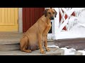 Heavy pregnant dog in snowing, giving birth 15 beautiful puppies. 40 days journey!