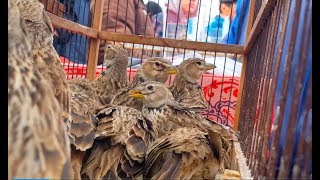 Ташкентский птичий рынок: Ёввойи қушлар - Дикие птицы 28.12.19 Tashkent bird market