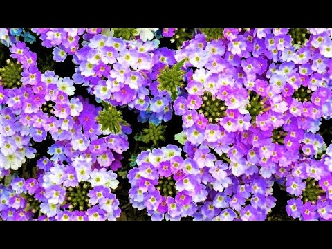Video: Petunia հիբրիդային ծաղիկ. աճեցում, խնամք, վերարտադրություն և առանձնահատկություններ