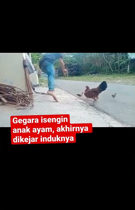 Gegara isengin anak ayam, akhirnya dikejar induknya #shorts