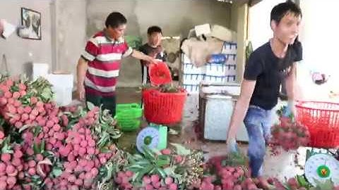 Vải thiều lục ngạn # 12 \ Vải đóng thùng xốp