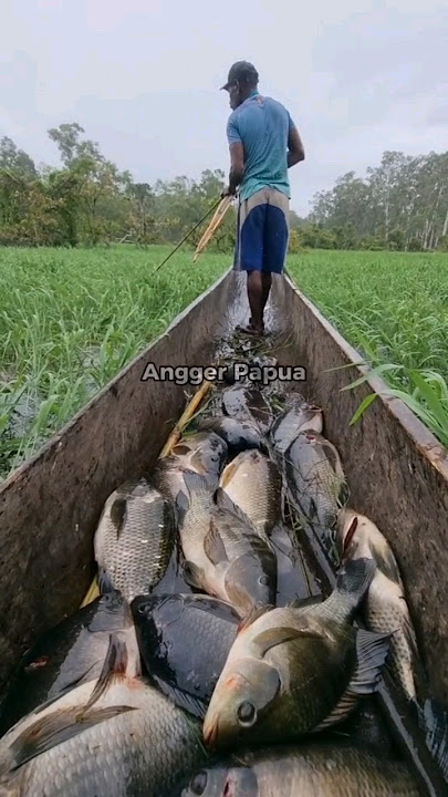 Asli idaman ini, ikan nila liar rawa Merauke