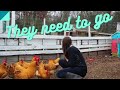 Friday farm vlog34 we made a decision about the roosters