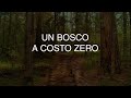 UN BOSCO A COSTO ZERO