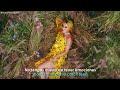 Calvin Harris - Feels Ft. Pharrell Williams, Katy Perry, Big Sean // Lyrics + Español // Video