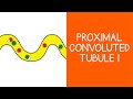 22 renal proximal convoluted tubule part 1