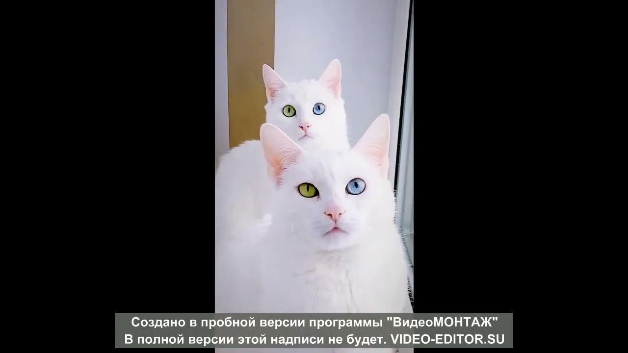 the funniest animals - YouTube