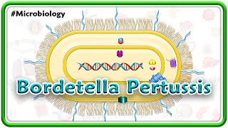 Bordetella Pertussis Animation | Microbiology USMLE Step 1