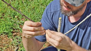 Grafting an Apple Tree to Turn it Into a Self-Pollinator